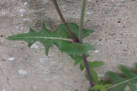 Attēlu rezultāti vaicājumam “Sonchus oleraceus leaf”