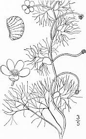 Attēlu rezultāti vaicājumam “Batrachium circinatum flower”