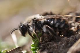 Attēlu rezultāti vaicājumam “Andrena vaga”