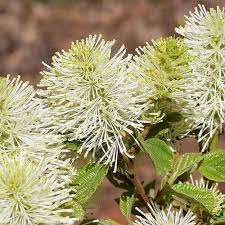 Attēlu rezultāti vaicājumam “Fothergilla major”
