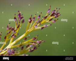Attēlu rezultāti vaicājumam “Fraxinus excelsior Pendula female flower”
