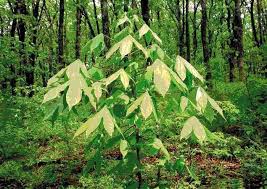 Attēlu rezultāti vaicājumam “Kalopanax septemlobus”