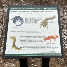 Attēlu rezultāti vaicājumam “Schistidium apocarpum stalked”