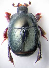 Attēlu rezultāti vaicājumam “Histeridae”