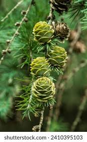 Attēlu rezultāti vaicājumam “Larix kaempferi fruit”