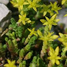 Image result for Sedum acre
