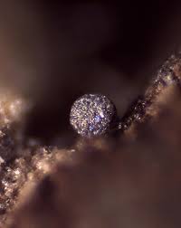 Attēlu rezultāti vaicājumam “Licea pusilla”