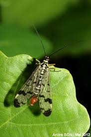 Attēlu rezultāti vaicājumam “Panorpa communis imago”