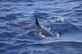 Image result for Balaenoptera acutorostrata