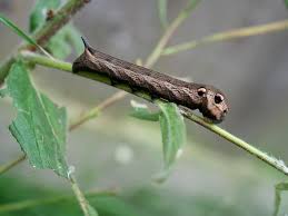 Attēlu rezultāti vaicājumam “Deilephila elpenor imago”