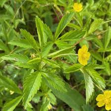 Attēlu rezultāti vaicājumam “Potentilla erecta leaf”