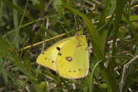 Attēlu rezultāti vaicājumam “Colias croceus”