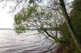 Attēlu rezultāti vaicājumam “Salix pentandra flower”