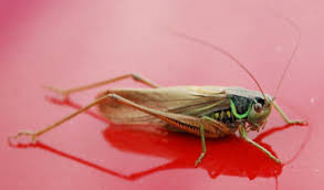 Attēlu rezultāti vaicājumam “Metrioptera roeselii”