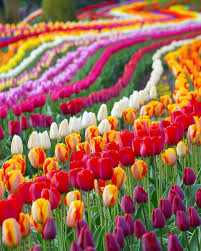Attēlu rezultāti vaicājumam “Tulipa gesneriana flower”