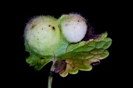 Attēlu rezultāti vaicājumam “Liposthenes glechomae”