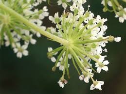 Attēlu rezultāti vaicājumam “Cnidium dubium leaf”