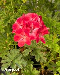 Attēlu rezultāti vaicājumam “Geranium bohemicum fruit”