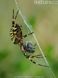 Attēlu rezultāti vaicājumam “Argiope bruennichi female”