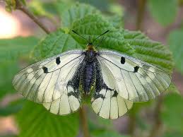 Attēlu rezultāti vaicājumam “Parnassius mnemosyne underside”