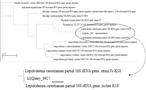 Attēlu rezultāti vaicājumam “Diachea subsessilis young”