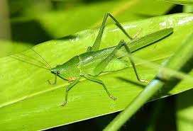 Attēlu rezultāti vaicājumam “Acrididae”