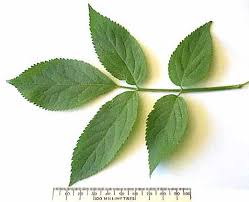 Attēlu rezultāti vaicājumam “Sambucus nigra leaf”