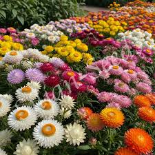 Image result for Strohblume