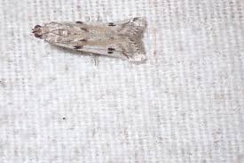 Attēlu rezultāti vaicājumam “Phycitodes binaevella”