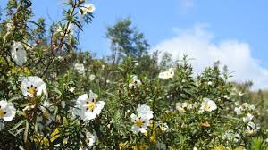 Attēlu rezultāti vaicājumam “Cistaceae”