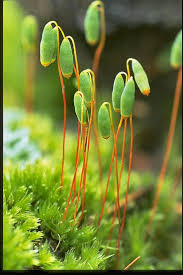 Attēlu rezultāti vaicājumam “Pohlia nutans sporophyte”