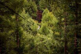 Image result for Go Ape! Dalby