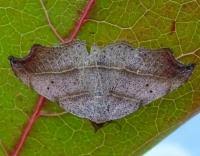 Attēlu rezultāti vaicājumam “Laspeyria flexula”