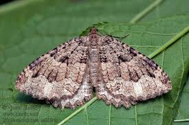 Attēlu rezultāti vaicājumam “Triphosa dubitata”