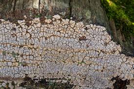 Attēlu rezultāti vaicājumam “Xylobolus frustulatus”