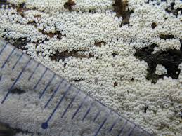 Attēlu rezultāti vaicājumam “Henningsomyces candidus”