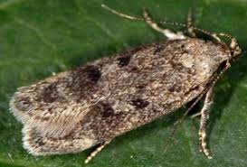 Attēlu rezultāti vaicājumam “Gelechia scotinella”