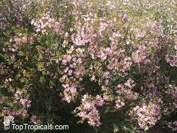 Attēlu rezultāti vaicājumam “Craterium aureonucleatum young”