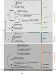 Attēlu rezultāti vaicājumam “Hypocenomyce friesii”