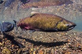 Image result for Oncorhynchus