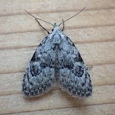 Attēlu rezultāti vaicājumam “Nolidae”