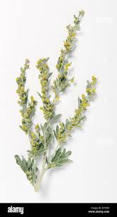 Attēlu rezultāti vaicājumam “Artemisia absinthium flower”