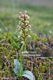 Attēlu rezultāti vaicājumam “Coeloglossum viride flower”