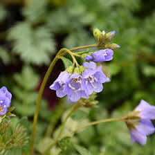Attēlu rezultāti vaicājumam “Polemonium caeruleum leaf”