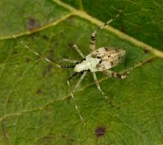 Attēlu rezultāti vaicājumam “Phytocoris tiliae imago”