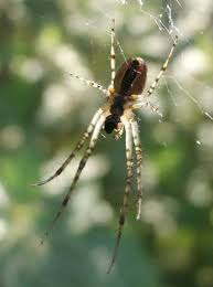 Attēlu rezultāti vaicājumam “Metellina segmentata”