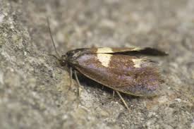 Attēlu rezultāti vaicājumam “Incurvaria oehlmanniella”