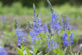 Attēlu rezultāti vaicājumam “Veronica austriaca subsp. teucrium”