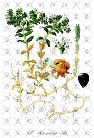 Attēlu rezultāti vaicājumam “Honckenya peploides leaf”