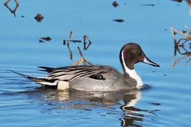 Image result for Anas acuta